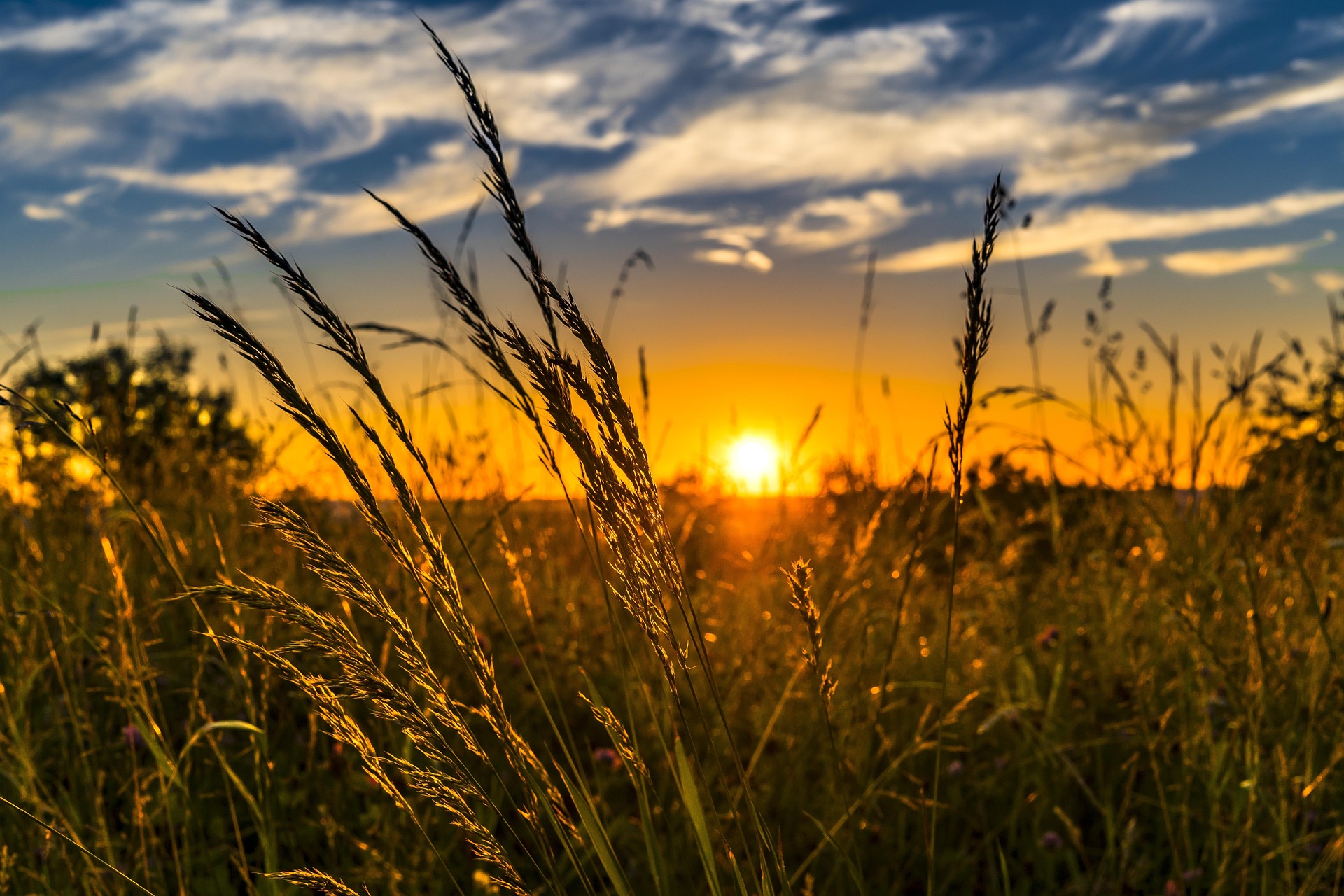 Golden Wheat